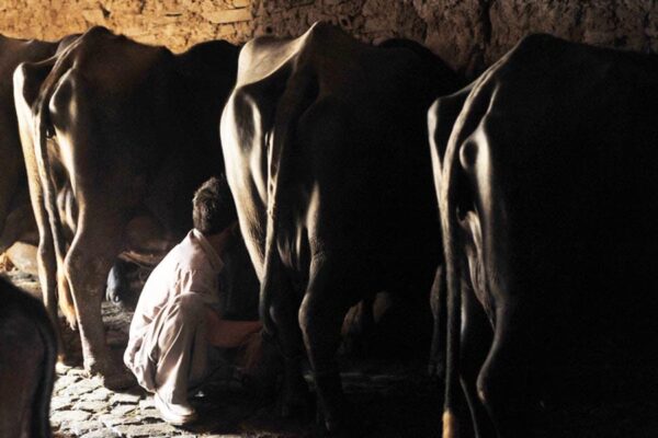 Dairy Plus Scheme : भैंसपालन में 75 फीसदी अनुदान, खरीदें मुर्रा नस्ल