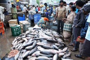 Government Schemes :  बढ़ेगा मछली कारोबार, शुरू हुईं कई योजनाएं
