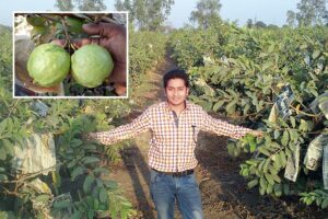 Guava Orchards : अमरूद के बाग से बारबार फसल लेने की नई तकनीक