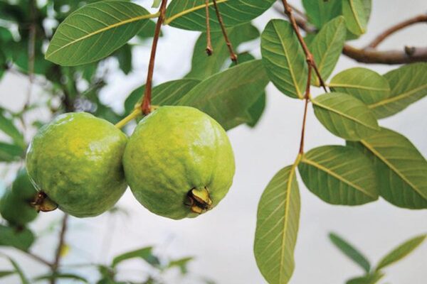Health Benefits of Guava  : अमरूद में छिपे हैं अनेक राज