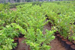 Varieties of Guava : अमरूद की सघन बागबानी और उन्नत प्रजातियां 