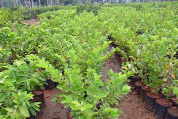 Varieties of Guava : अमरूद की सघन बागबानी और उन्नत प्रजातियां 