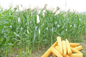 Baby Corn : बाजार में बेबीकौर्न  की बढ़ती मांग