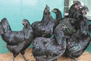 Poultry Farming : कड़कनाथ मुरगे की क्यों है अधिक मांग