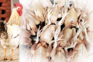 Meat Employment: मीट रोजगार के लिए करें ब्रायलर फार्मिंग