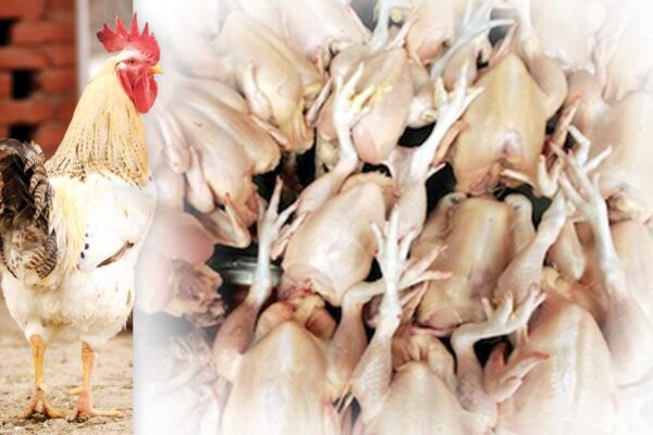 Meat Employment: मीट रोजगार के लिए करें ब्रायलर फार्मिंग