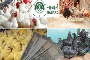 Loan for Poultry Farming : मुरगीपालन के लिए कैसे मिलेगा लोन