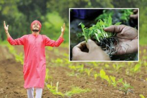 Tissue Culture : टिश्यू कल्चर तकनीक से केले की खेती