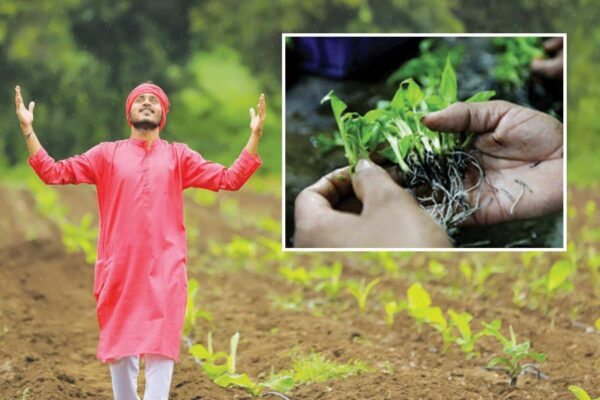 Tissue Culture : टिश्यू कल्चर तकनीक से केले की खेती