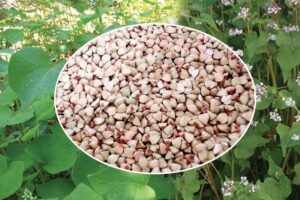 Cereals : ऊगल ताकत से भरपूर अनाज