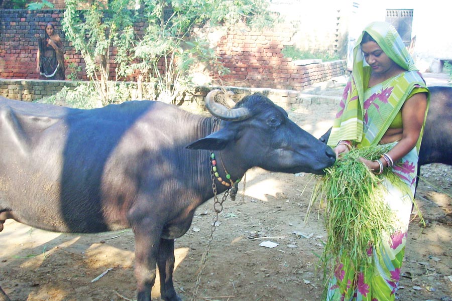 Livestock : पशुओं के लिए खरपतवार भी हैं दवा