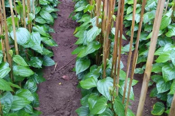 Paan Farming : देश-विदेश में बढ़ रही है बंगला पान की मांग