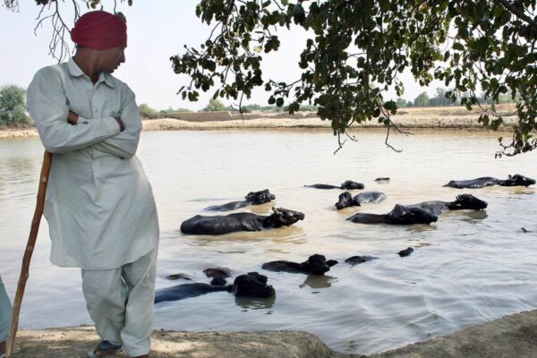Animal Care : गरमियों में पशुओं की करें देखभाल, रहें खुशहाल