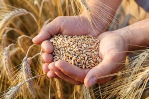 Seed Production : दस वर्षीय बीज उत्पादन योजना, बढ़ेगी बीज की पैदावार