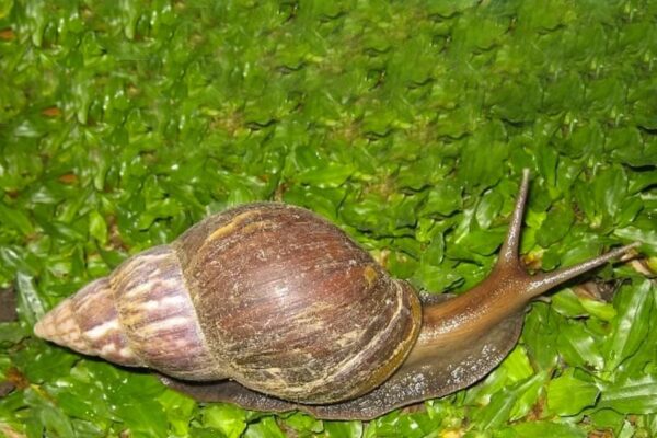 Snails Problem : घोंघे की समस्या का होगा समाधान, कृषि वैज्ञानिक जुटे