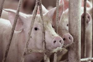 Pigs and Poultry: अब शूकर एवं पोल्ट्री के लिए मानवीय वध तकनीक