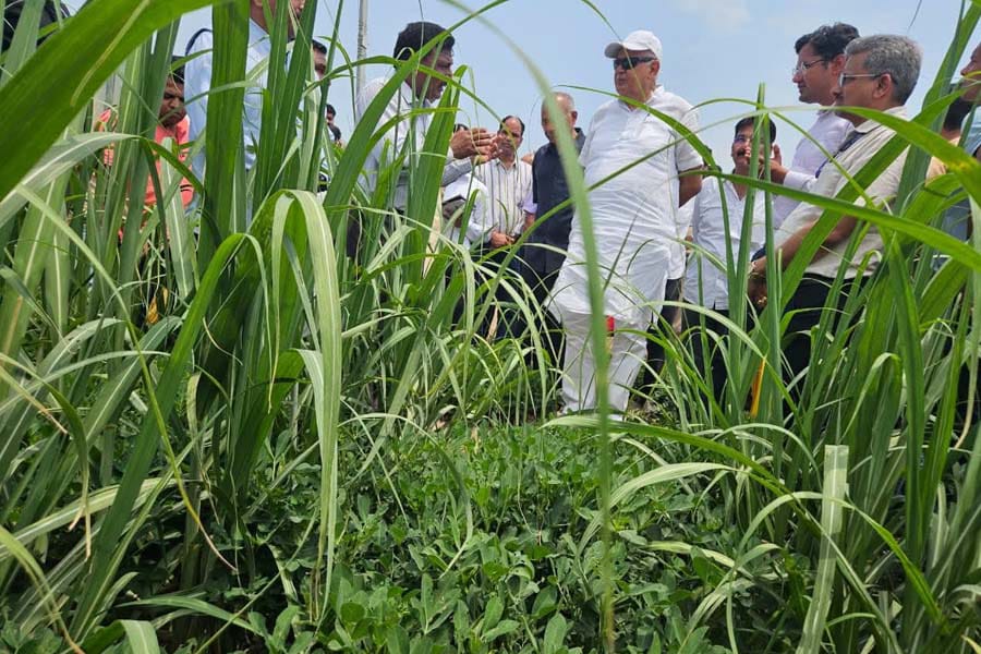 Inter Cropping : गन्ने के साथ करें मूंग-उड़द की सहफसली खेती