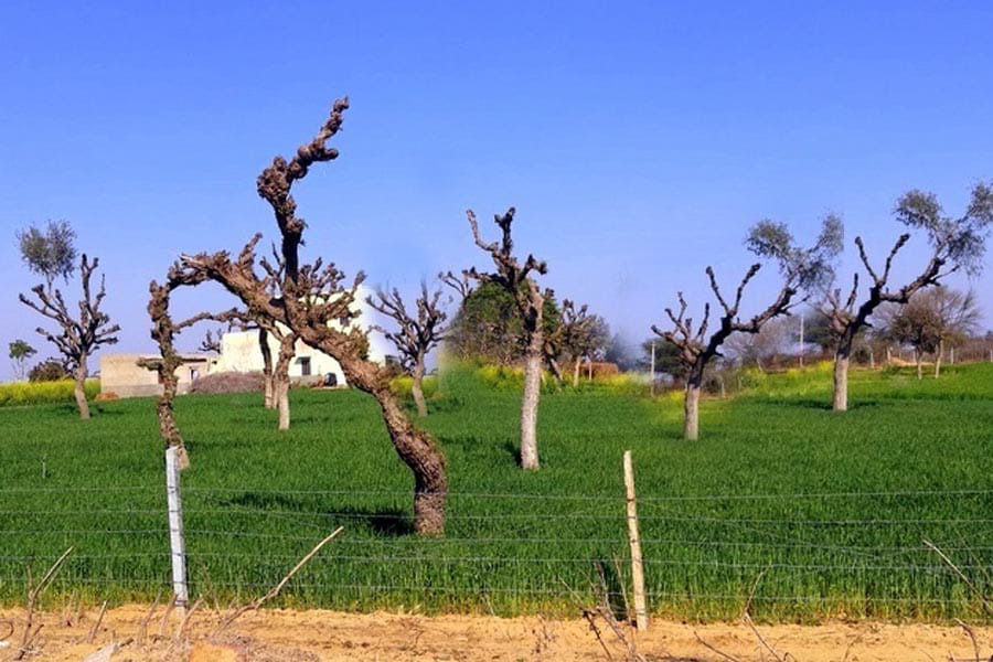 Farming Techniques : बारानी खेती की तकनीक