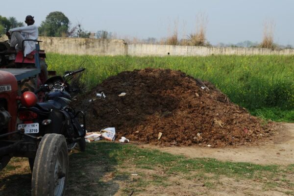 Cow Dung Manure: गोबर की खाद का काला सच
