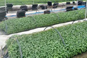 Vegetable Nursery: अपना बीज लाएं और मात्र 1 रुपए में पौधा तैयार कराएं