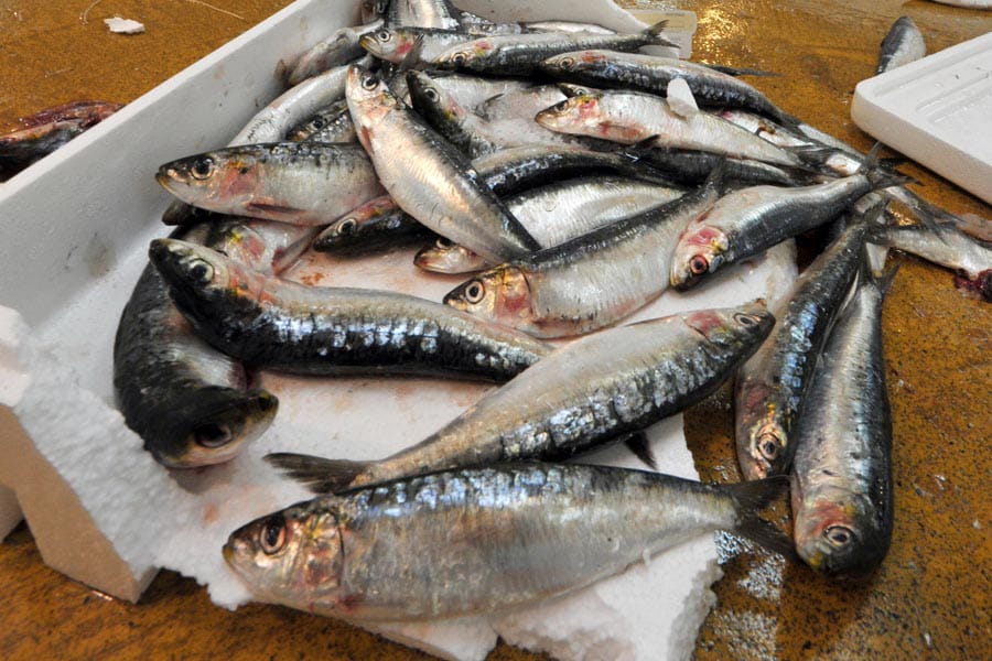 MP Fishery Policy 2026: 9,000 करोड़ निवेश और हजारों रोजगार