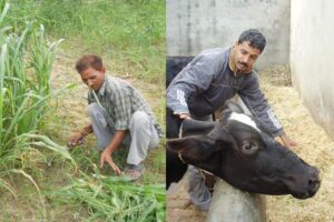 Animal Fodder : अच्छा चारा बढ़ाए दूध की धारा