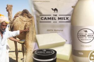 Camel Farming : कैसे करें गाभिन ऊंटनी व नवजात की देखभाल
