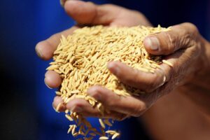 Paddy Varieties : धान की कुछ खास किस्में