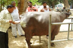 Breeding Techniques : पशु पालन का अहम पहलू