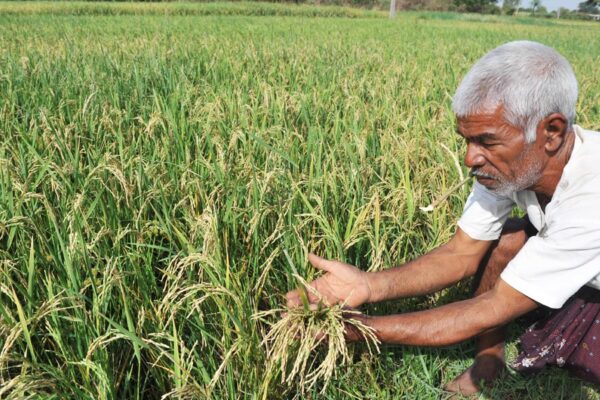 Rice Farming : कम पानी में कैसे करें धान की खेती