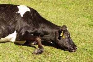 Animal Disease : लंगड़ी – पशुओं में दूषित मिट्टी से फैलने वाला रोग