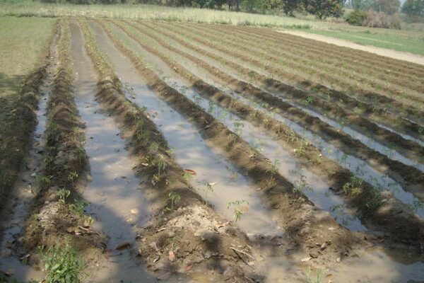 Soil Erosion Control : पहाड़ी इलाकों में मिट्टी बचाव