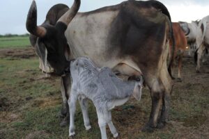 Animal Care : खीस – बछड़ों का बोर्नवीटा
