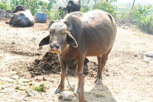 Animal Care : पशुओं में अफरा जान का खतरा