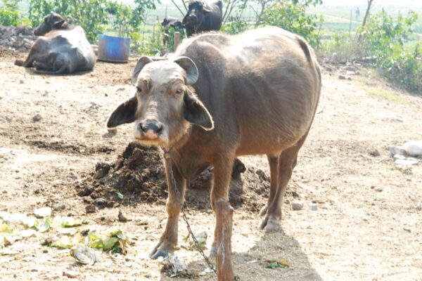 Animal Care : पशुओं में अफरा जान का खतरा