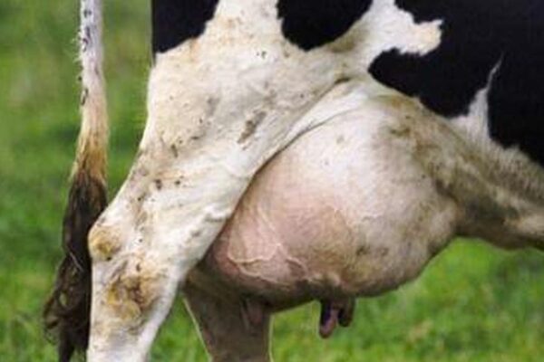 Dairy Cow Disease: पशुओं में थनैला रोग और उस की रोकथाम