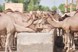 Camel Rearing : ऊंट मवेशी है कमाल का