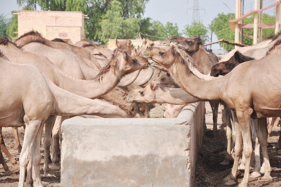 Camel Rearing : ऊंट मवेशी है कमाल का