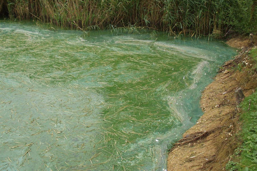 Blue-Green Algae : उत्पादन की विधि