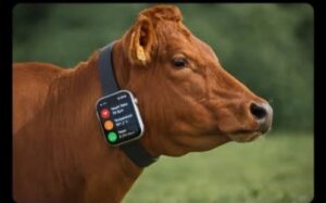 Connected Cow Collar: गायों की बीमारी बताएगा ‘स्मार्ट कॉलर’