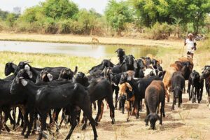 Goat Farming: केवल 50 रुपए में सुधारें बकरी की नस्ल