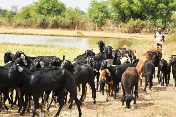 Goat Farming: केवल 50 रुपए में सुधारें बकरी की नस्ल