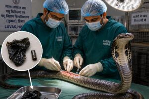 Cobra Snake: कोबरा सांप के पेट से निकली पॉलीथिन