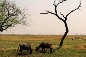 El Nino Alert : अपने पशुधन को बचाना है तो अभी करें ये तैयारी