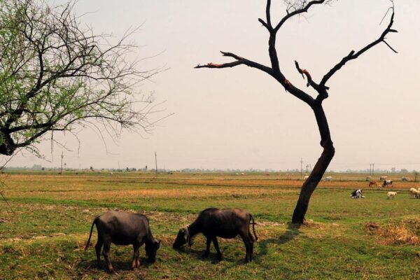 El Nino Alert : अपने पशुधन को बचाना है तो अभी करें ये तैयारी