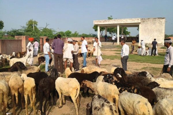 El Nino Alert : भेड़-बकरी पालन में नुकसान से बचाएंगी ये सलाह