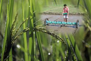 Paddy Drum Seeder : बिना नर्सरी करें धान की खेती