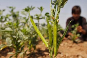 Cluster Beans: किसान उगाएं ग्वार जीवन में लाएं बहार