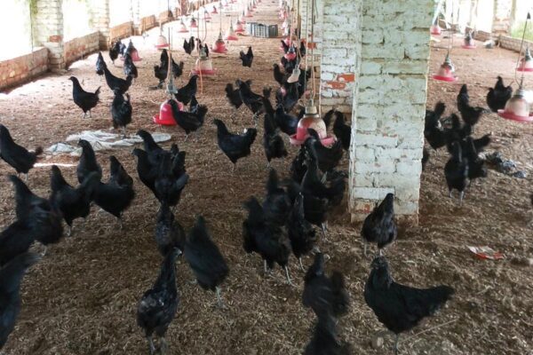 Poultry Farming : कड़कनाथ – कम निवेश में अच्छी कमाई