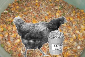 Chicken Feed : मुरगी का खाना कैसा हो?